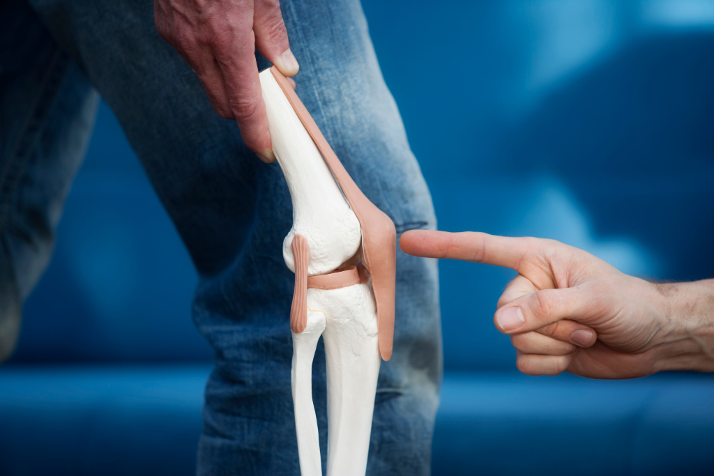 Anatomski model koljena koji prikazuje zglob i ligamente – reumatologija Poliklinika MedPoint Split